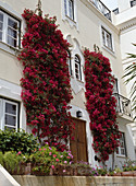 Bougainvillea