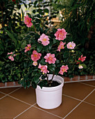 Camellia japonica