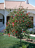 Callistemon citrinus