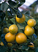 Citrus fortunella fukushu