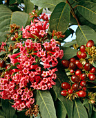 Cestrum elegans