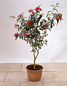 Cestrum elegans