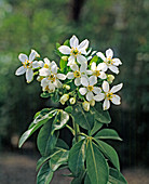 Choisya ternata (Mexican orange flower)