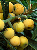 Eriobotrya japonica (Japanese woolly medlar)