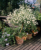 Argyranthemum frutescens Strauchmargerite