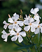 Nerium oleander 'Album Roseum'