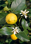 Citrus limon