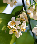 Citrus maximus 'Pomelo'