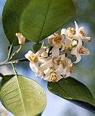 Citrus maximus 'Pomelo'