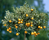 Citrus X mitis Var.variegata