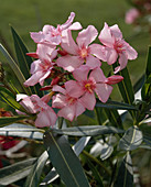 Nerium oleander 'Tito Boggi' (Oleander)