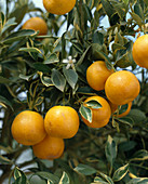 Citrus x Mitis Var. Variegata