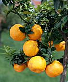 Citrus aurantium var. Myrtifolia (Myrtenblättrige Säuerorange)