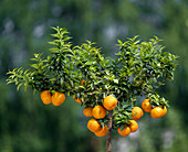 Citrus aurantium var.myrtifolia