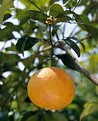 Citrus paradisi 'Red Grapefruit'