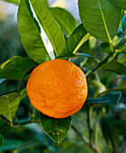 Citrus sinensis