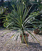 Cordyline australis