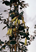Correa backhousiana (Australian fuchsia)
