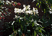 Crinum X Powellii 'Alba'