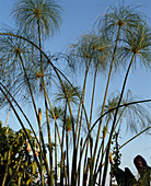 Cyperus papyrus