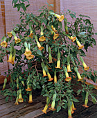 Datura sanguinea