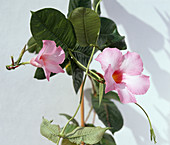 Dipladenia-Hybride