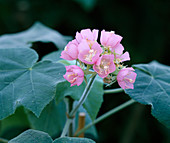 Dombeya burgessiae