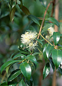 Eugenia myrtifolia Syn. Syzygium paniculatum