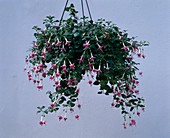 Fuchsia 'Lisie'