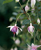 Fuchsia hybrid