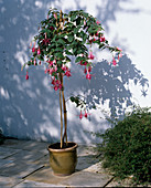 Fuchsia hybrid