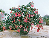 Fuchsia hybrid