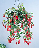 Fuchsia 'Arcadia' - hanging basket