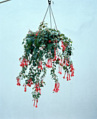 Fuchsia 'Mantilla'