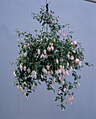 Fuchsia 'Sophisticated Lady' - hanging basket