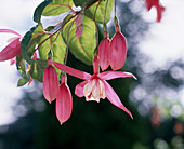 Fuchsia 'Texas Longhorn'