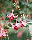 Fuchsia 'Orange Mirage' 3 flowers