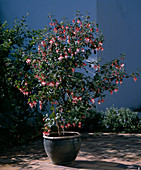 Fuchsia 'Schneekoppe'