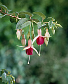 Fuchsia 'Major Heaphy'