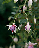 Fuchsia hybrida
