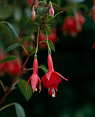 Fuchsia 'Kwintet' (macro)