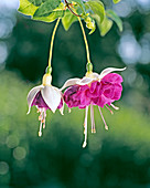 Fuchsia 'Avalanche' Makro