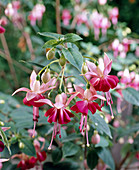 Fuchsia 'PAULA JANE'