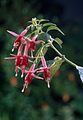 Fuchsia 'Pucky'