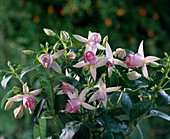 Fuchsia 'Loues Ozward'