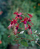 Fuchsia 'Erich Mehlis'