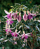 Fuchsia 'Cloverdale Joy'