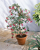 Fuchsia hybrid