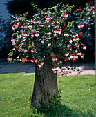 Fuchsia-HYBR.