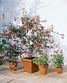 Fuchsia 'Nellie Nuttall', 'Wilson's Pearl', Plectranthus Pelargonium